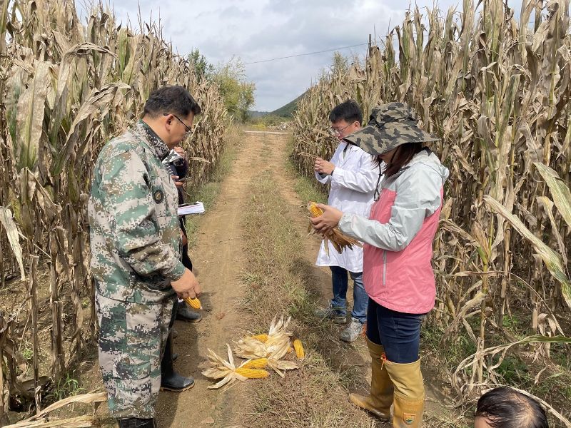 铁岭市现代农业服务中心测产专家组到西丰县进行秋季粮油测产工作